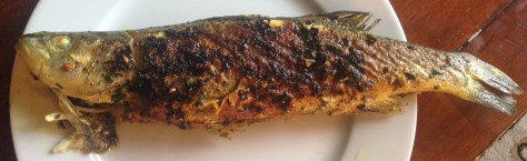 grilled fish